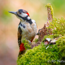 MaleGreat Spotted Woodpecker