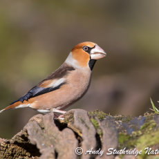 Male Hawfinch