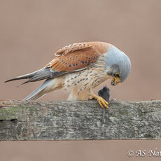 Male Kestrel Feeding