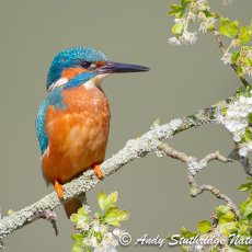 Male Kingfisher & Spring Blossom