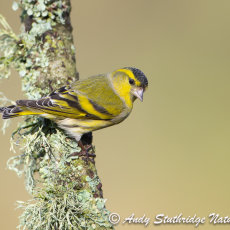 Male Siskin on Branch