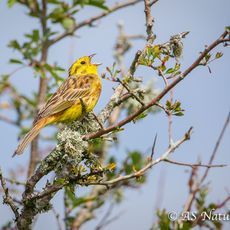 Yellowhammer Singing