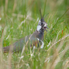 Lapwing Calling in Moorland Grass