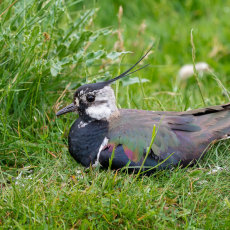 Lapwing sitting Tight