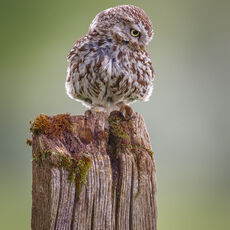 Little Owl on Fence Post