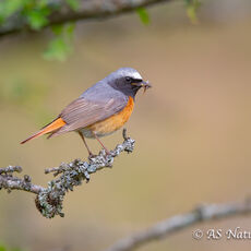 Male Redstart