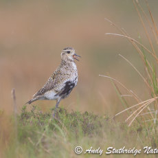 Male Golden Plover Calling in the Rain