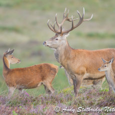 Red Deer in Heather