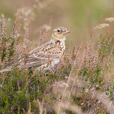 Skylark