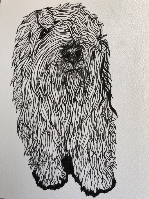 Poppy the Tibetan Terrier