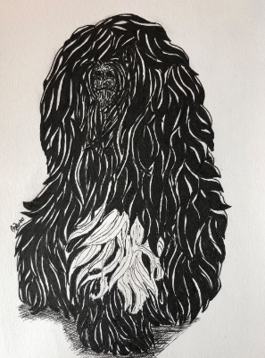 Pompom the Tibetan Terrier
