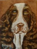 Springer Spaniel