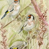 Goldfinches