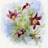 Pasque Flowers