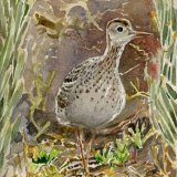 Upland sandpiper Scilly