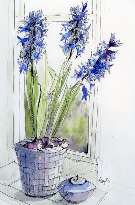 Blue Hyacinth