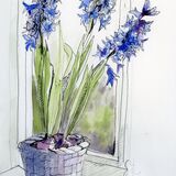 Blue Hyacinth