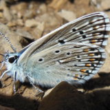 Photography European Butterflies