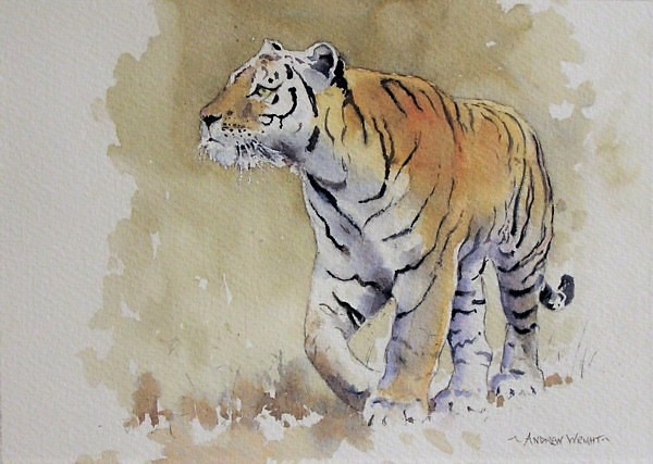 "Siberian Tiger" Previous finalist