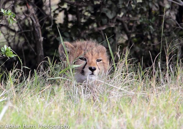 Sleepy young Cheetah