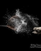 Brush Strokes