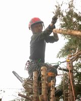 Tree Doctor 18