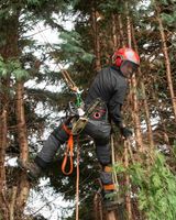 Tree Doctor 2