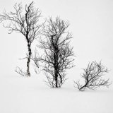 White Out Trees