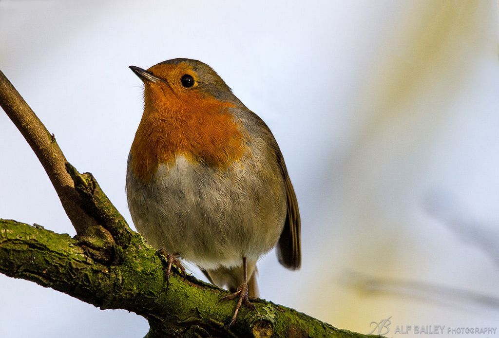 Bobbin' Along