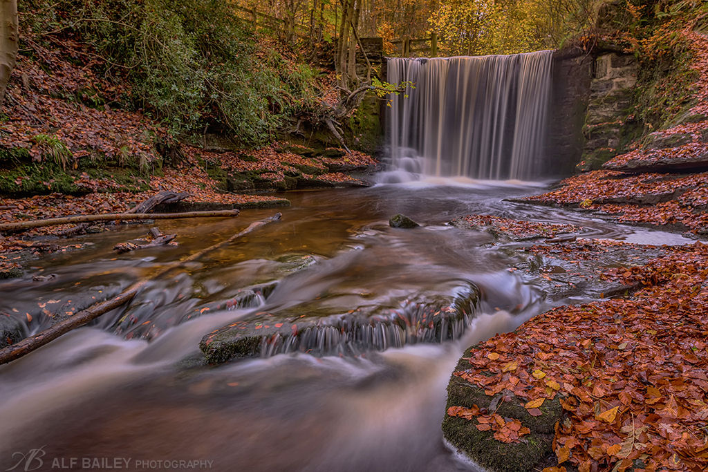 Fallen Leaves