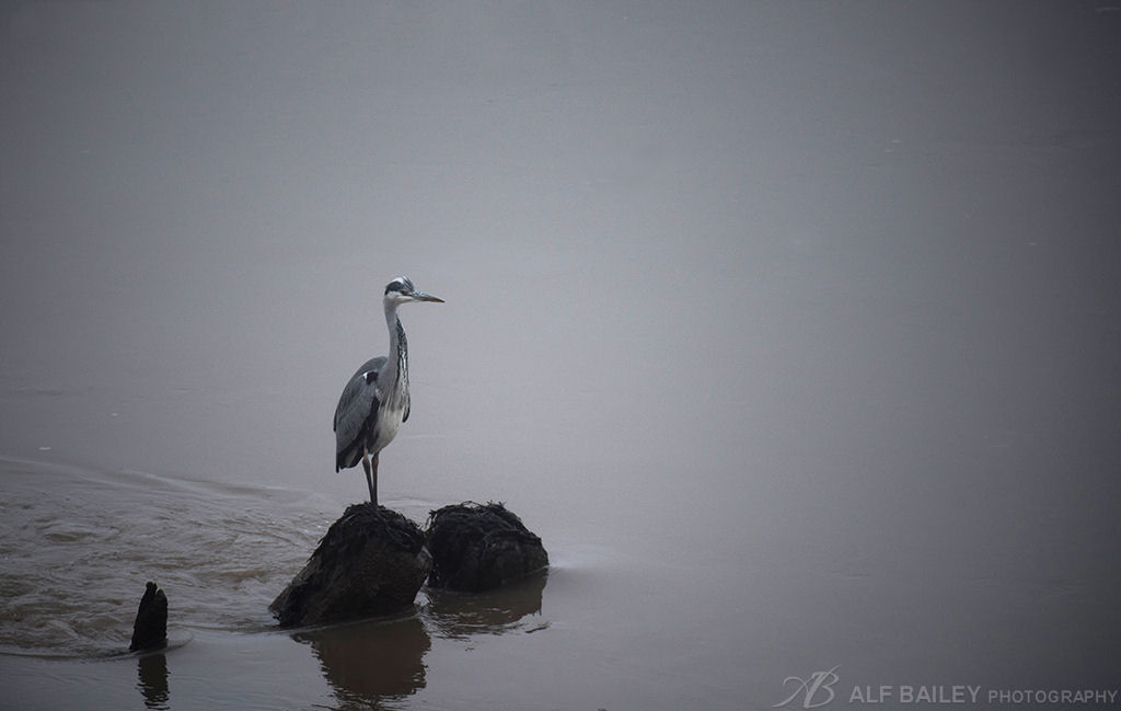 Fishing Fog