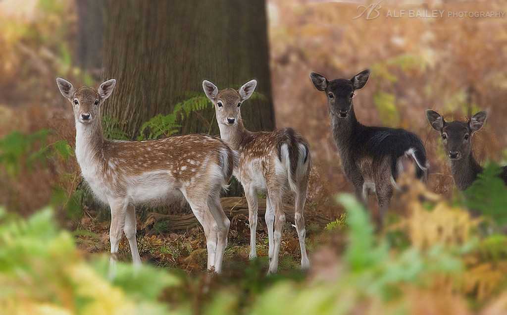 Forest Fables