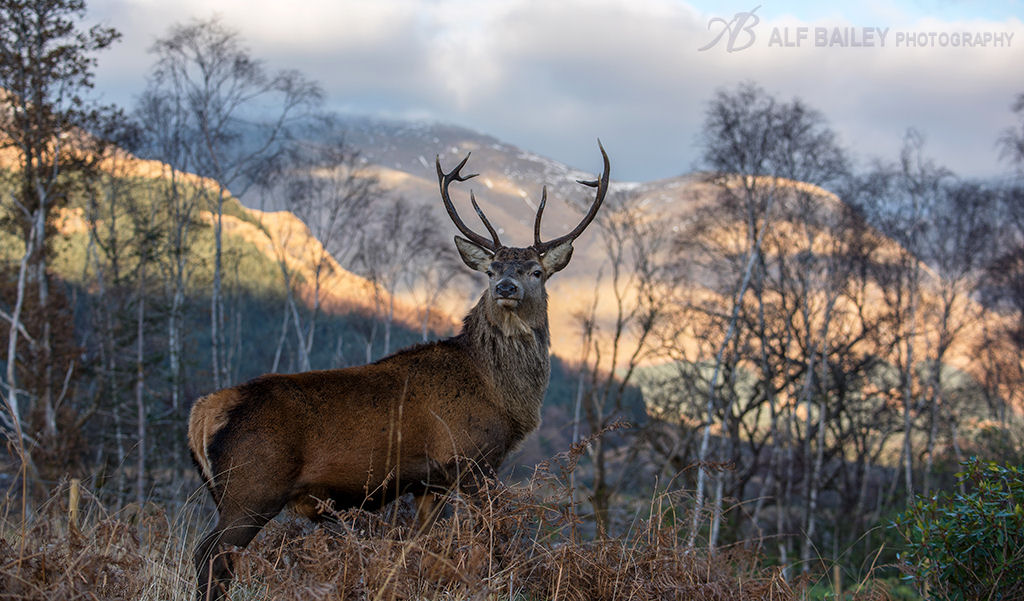 Mr Majestic