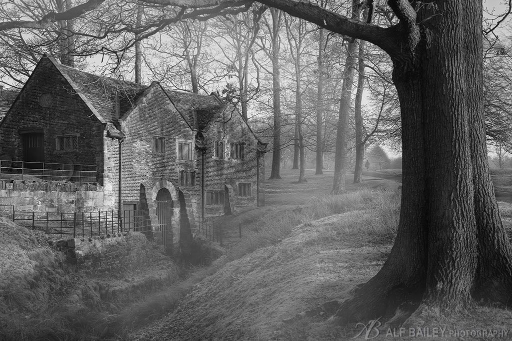 Murky Morning at Mill Wood