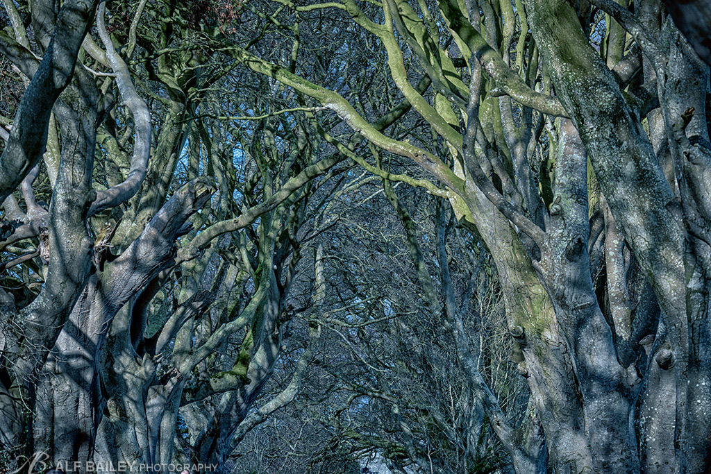 Forest Cathedral