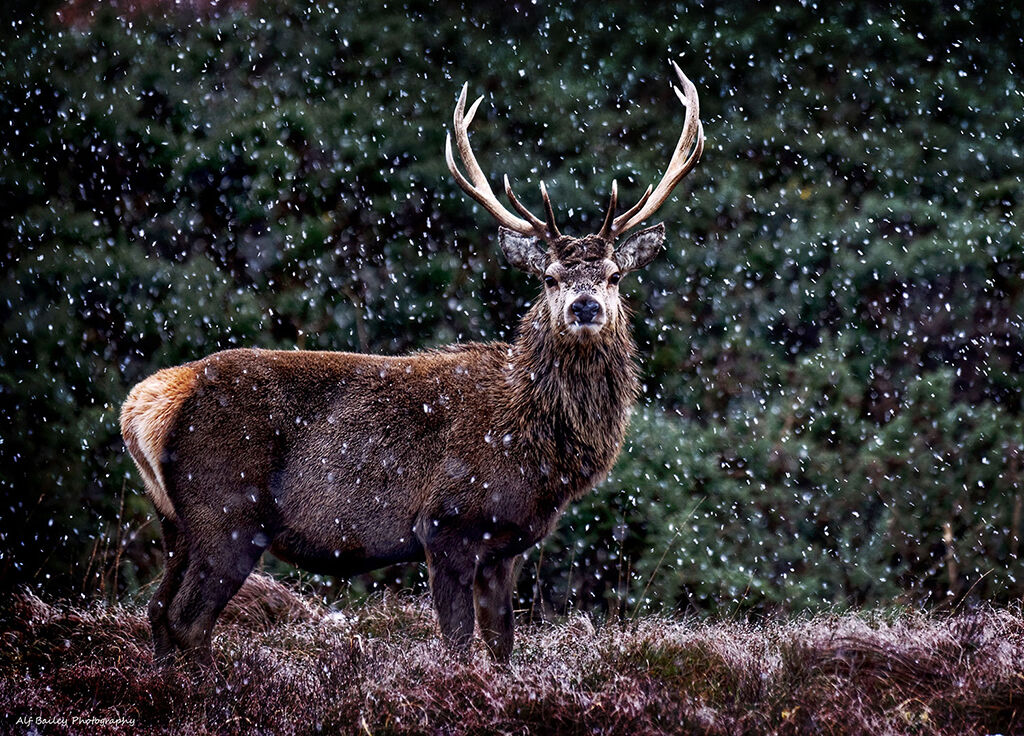 Snow Deer