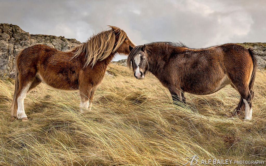 The Horse Whisperer
