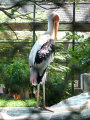 Painted Stork
