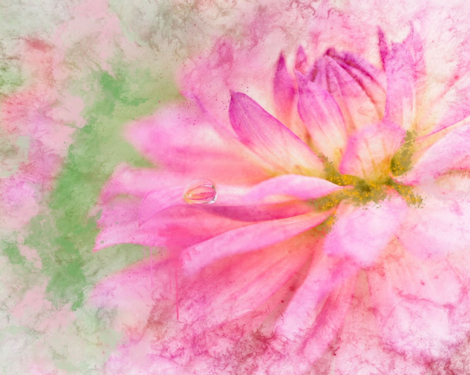 Pink Dahlia