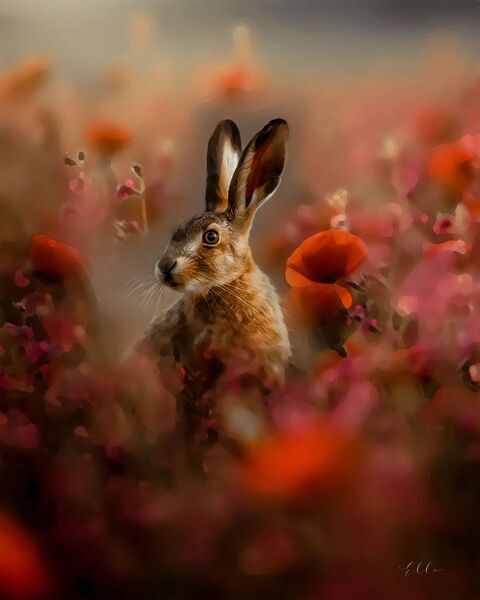 The Hare