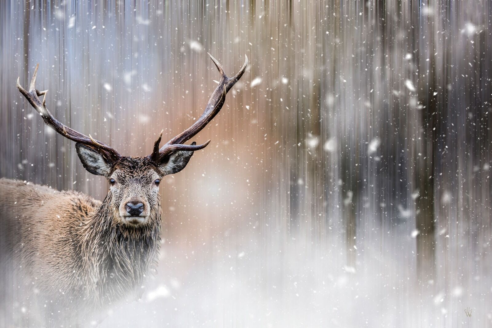 Stag in the snow - Mixed Art Effect