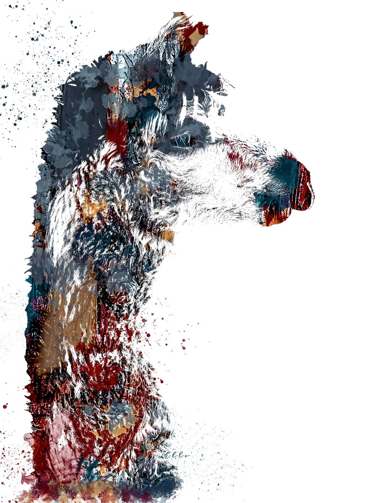 Alpaca Abstract