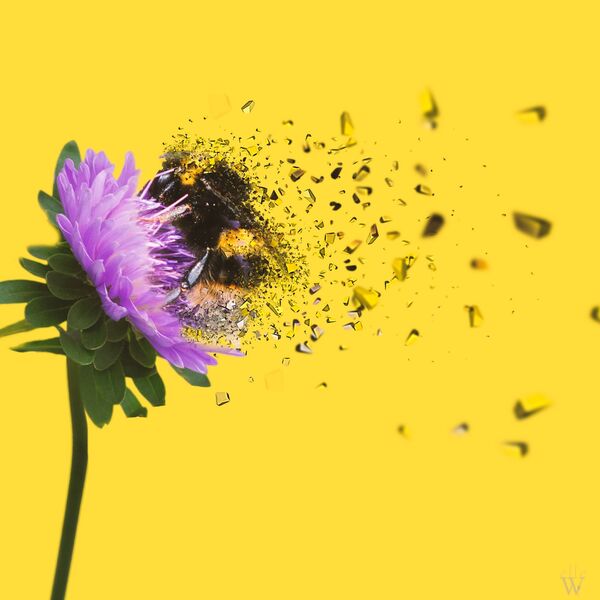 Bumblebee - Dispersion Effect