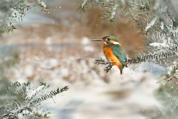 Kingfisher - Mixed Art Effect