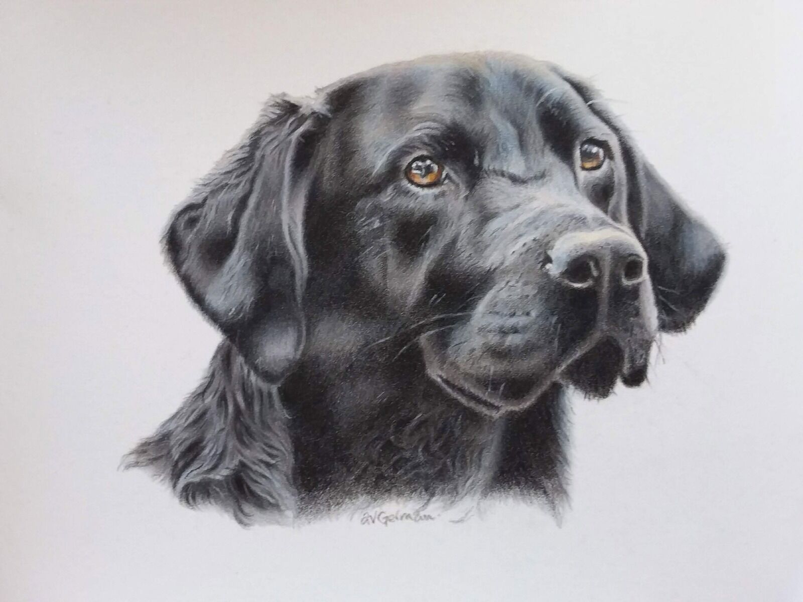 Labrador