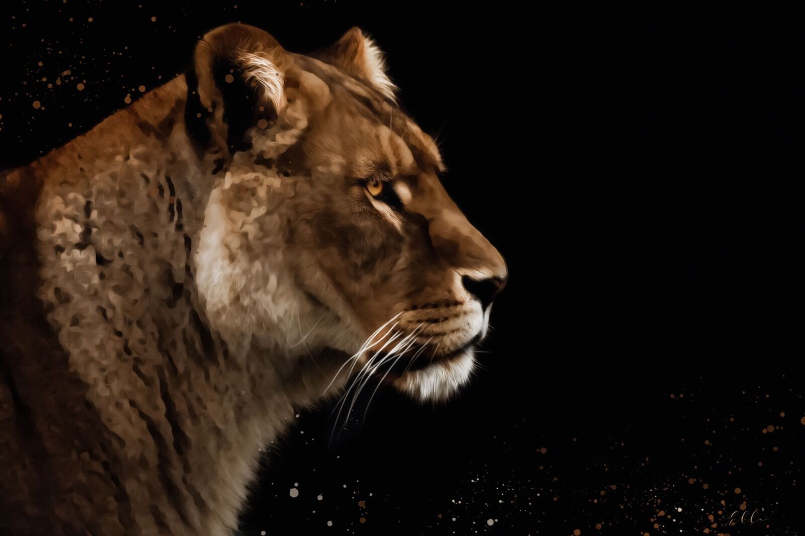 Lioness