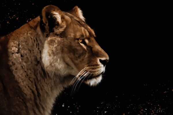 Lioness