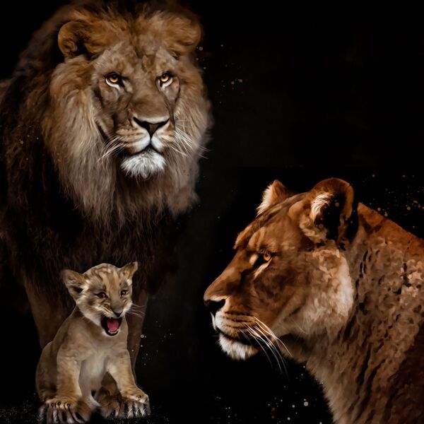 The Pride
