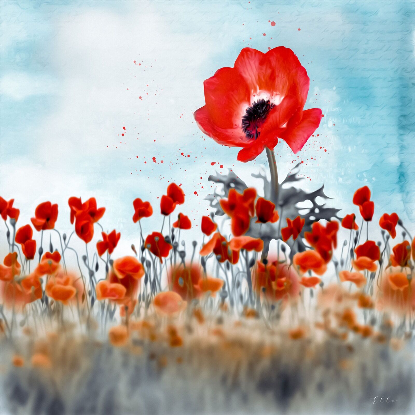 Poppy Field