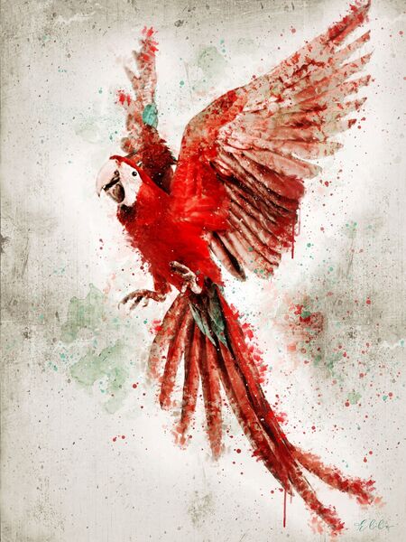 Squawk